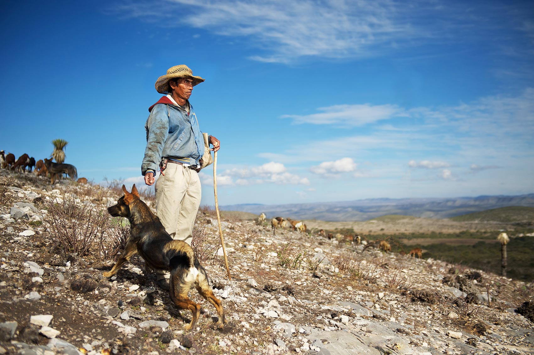 Shepherd