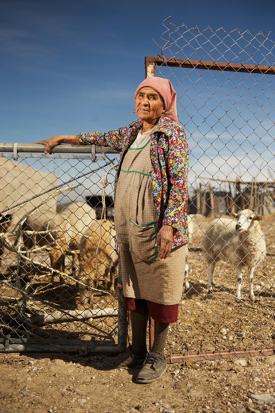 Shepherd